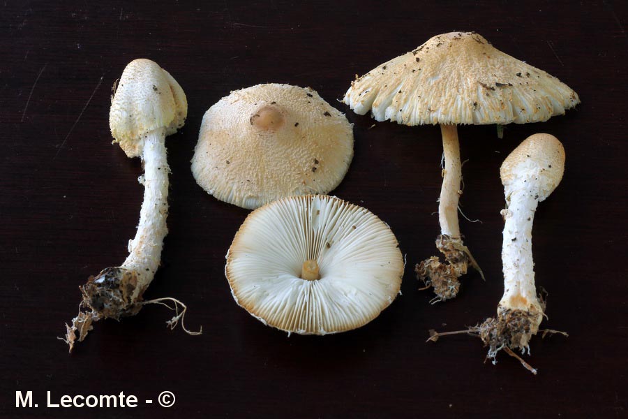 Lepiota ochraceosulfurescens