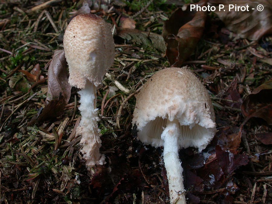 Lepiota ochraceosulfurescens