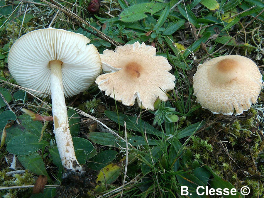 Lepiota oreadiformis