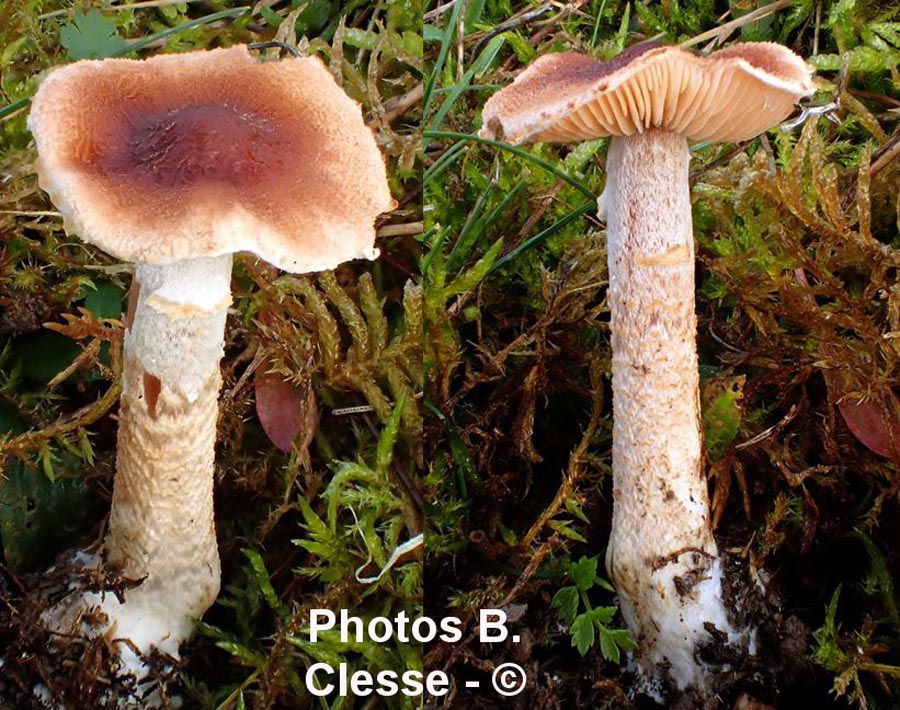 Lepiota oreadiformis