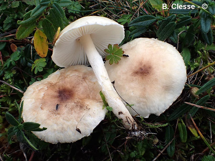 Lepiota oreadiformis