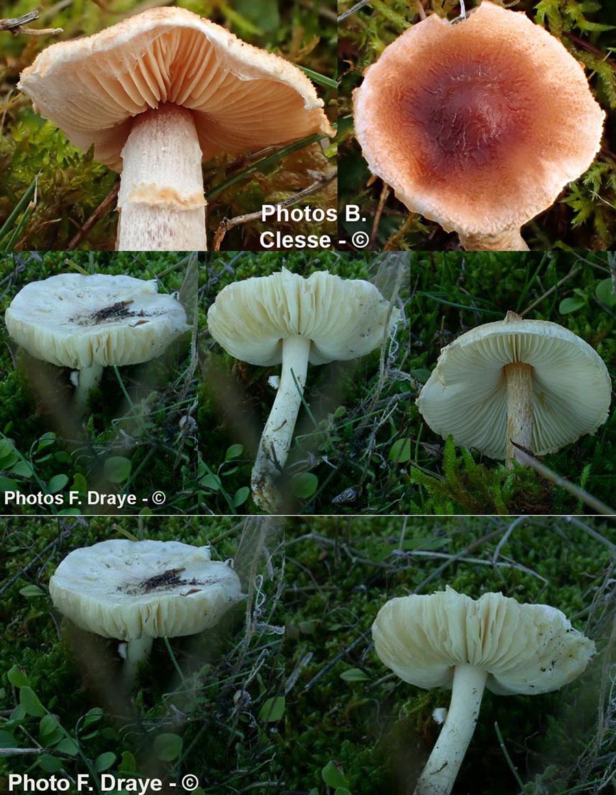 Lepiota oreadiformis