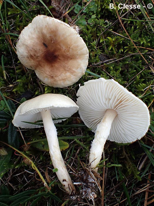 Lepiota oreadiformis