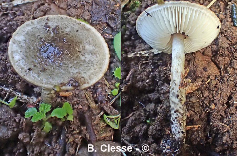 Lepiota polioochlodes