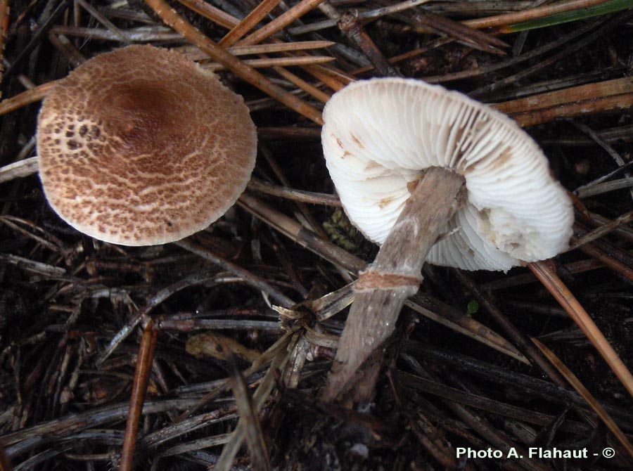 Lepiota pseudohelveola var. sabulosa