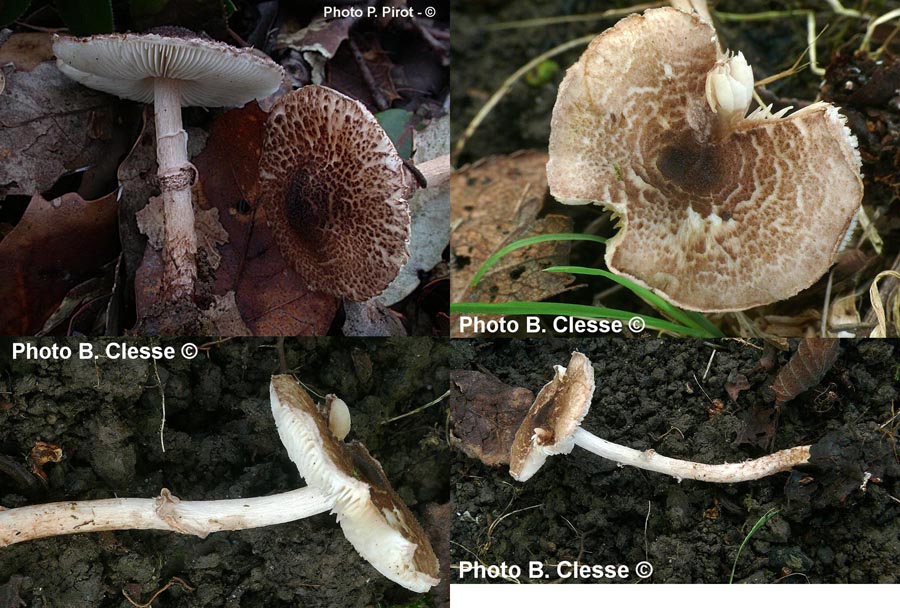 Lepiota pseudohelveola