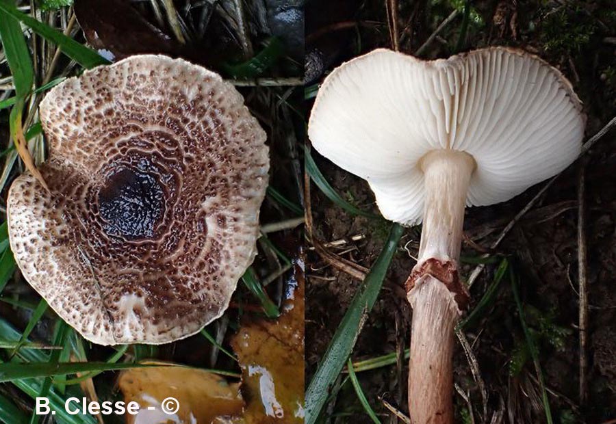 Lepiota pseudohelveola (Lepiota pseudolilacea)