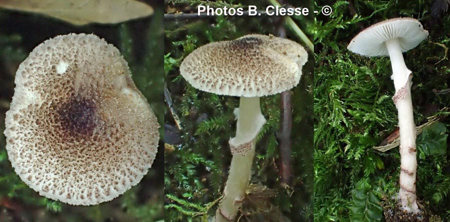 Lepiota pseudohelveola (Lepiota pseudolilacea)