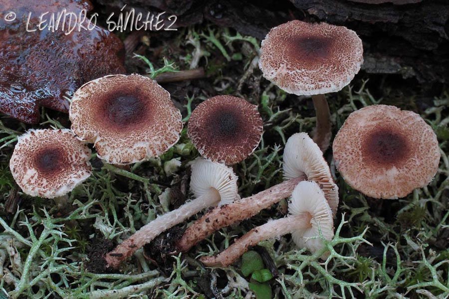 Lepiota rhodorhiza