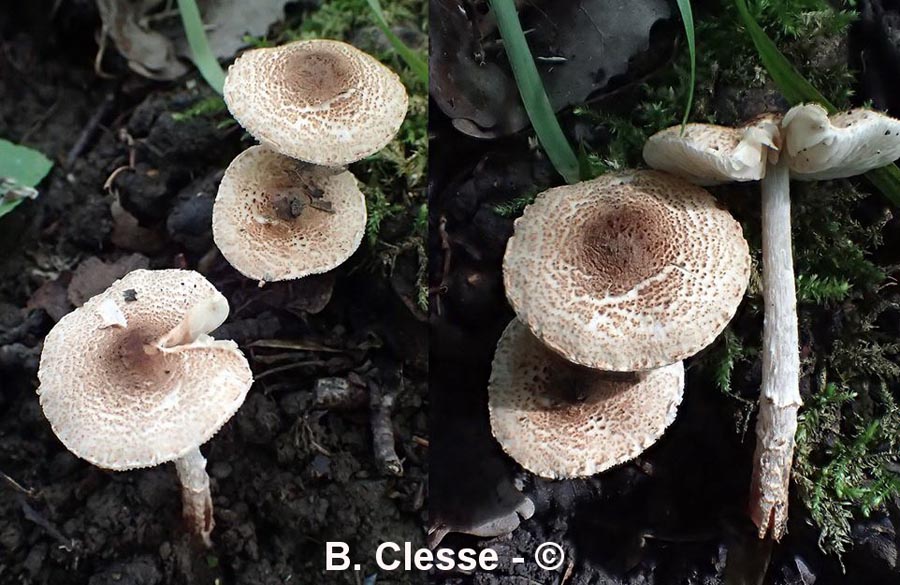 Lepiota setulosa