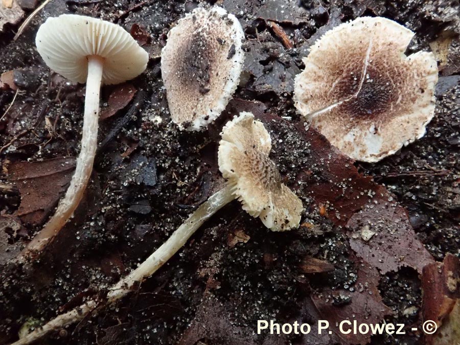 Lepiota setulosa