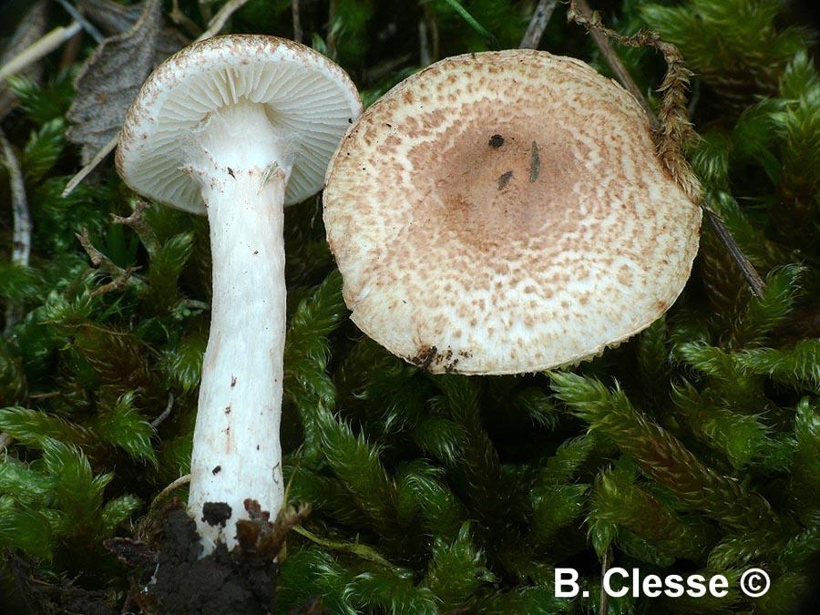 Lepiota subincarnata