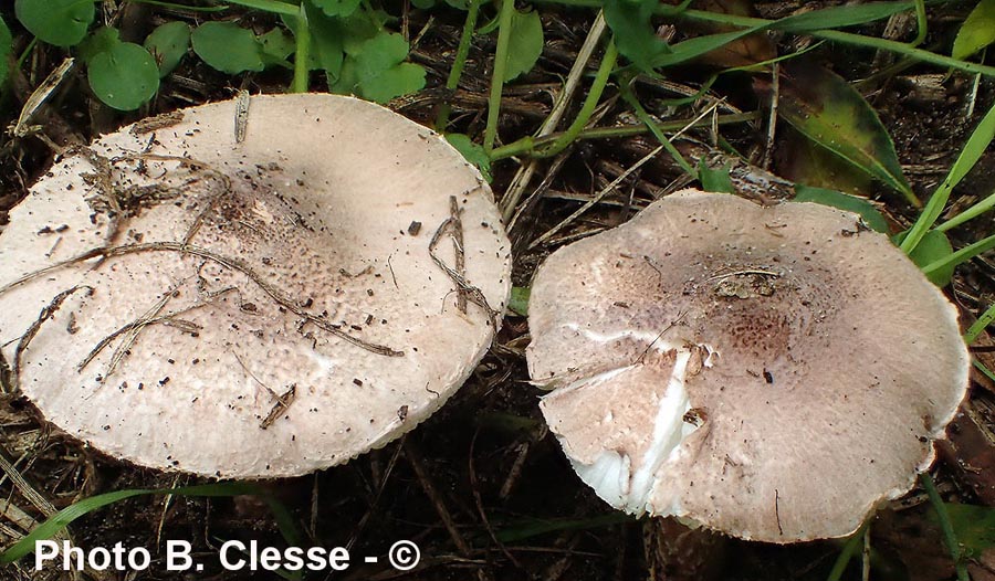 Lepiota subincarnata