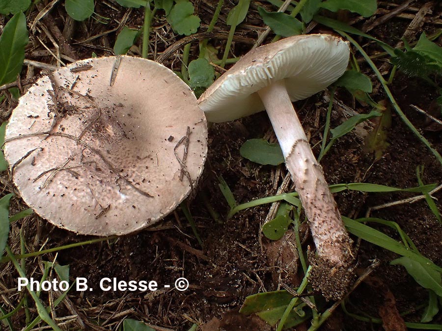 Lepiota subincarnata