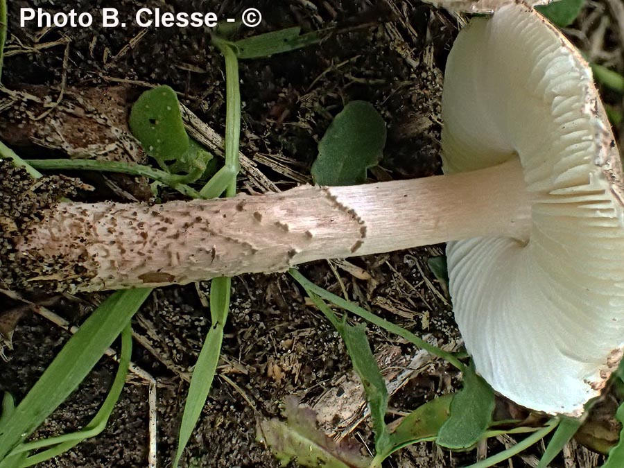 Lepiota subincarnata