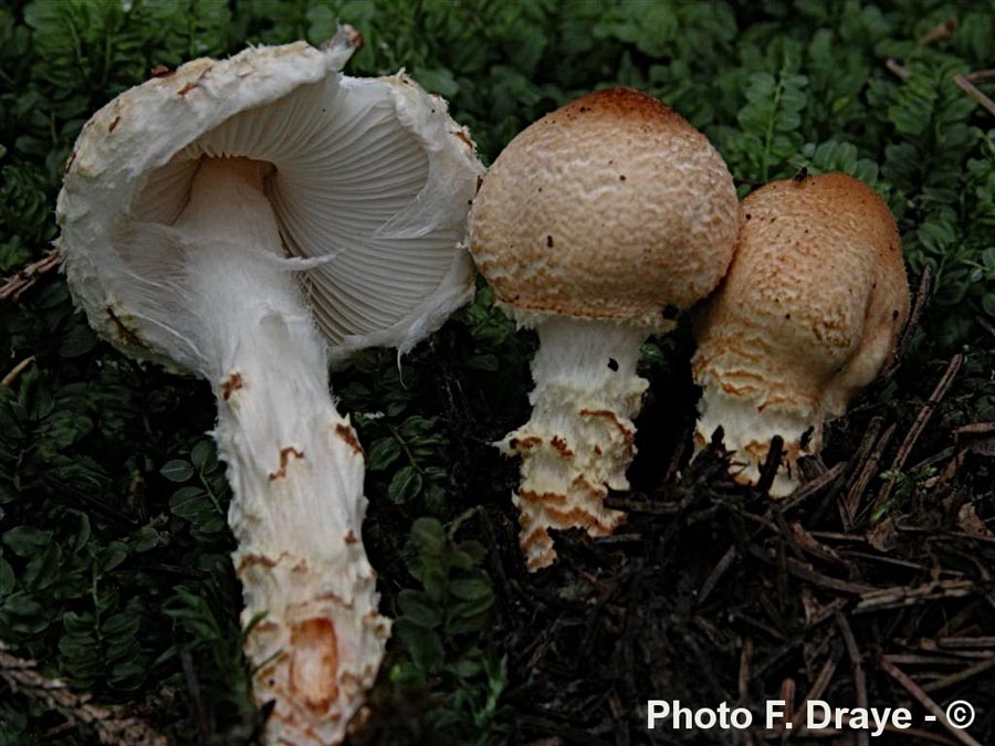 Lepiota ventriosospora