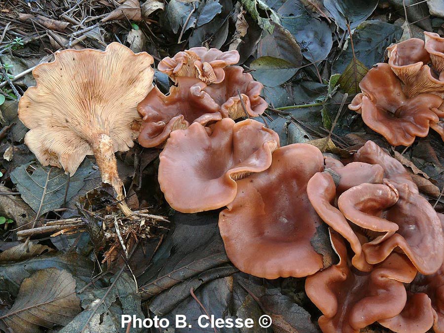 Lepista flaccida (Lepista inversa, Lepista. flaccida var. inversa) (Paralepista flaccida)