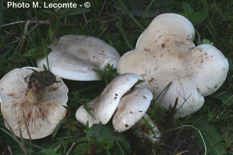 Lepista panaeolus