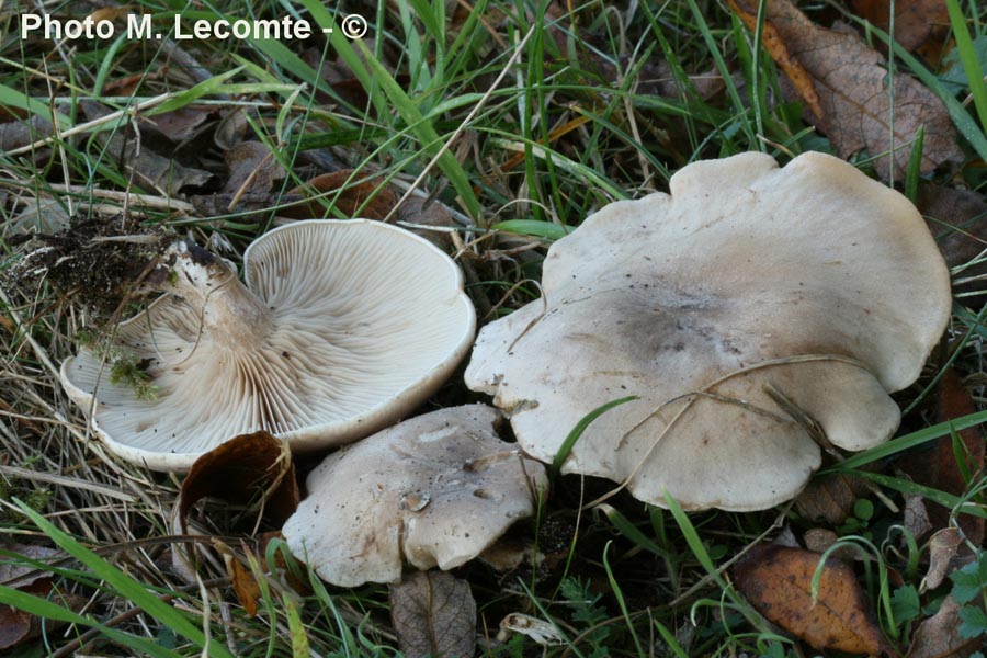 Lepista panaeolus (Lepista luscina)