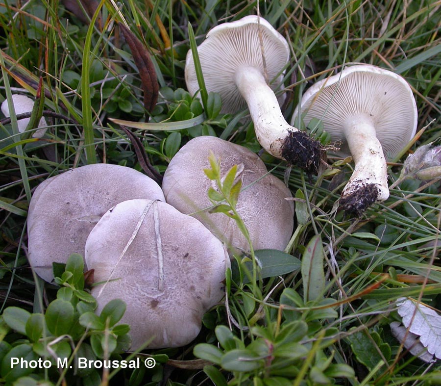 Lepista tomentosa