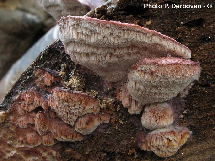 Leptoporus mollis