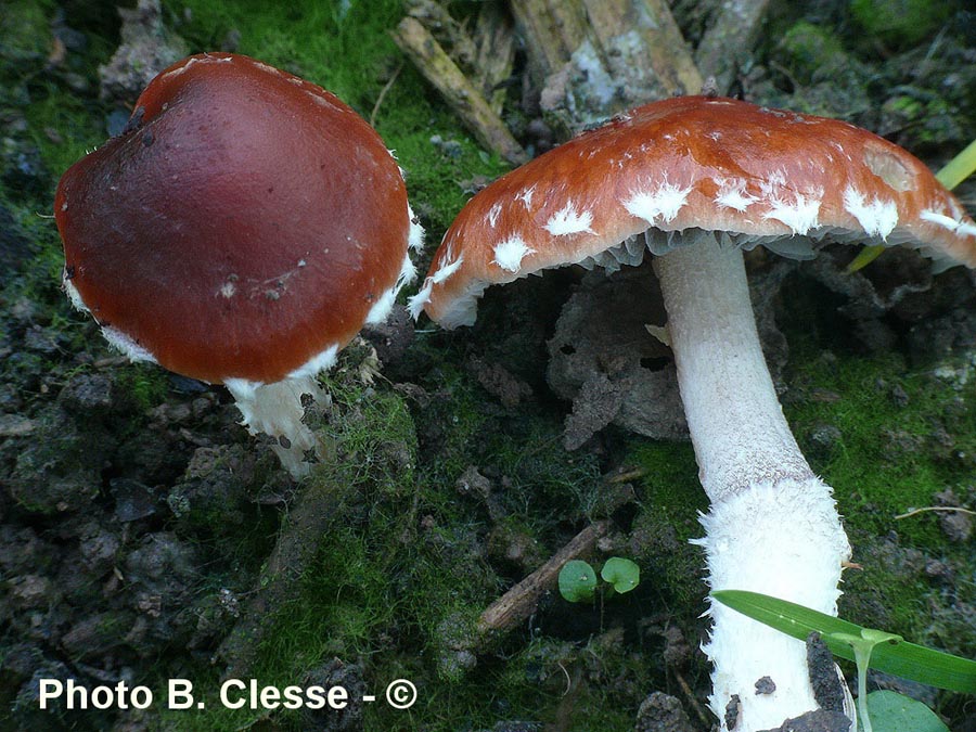 Stropharia aurantiaca (Leratiomyces ceres)