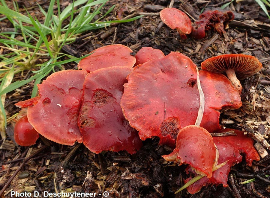 Stropharia aurantiaca (= Leratiomyces ceres)