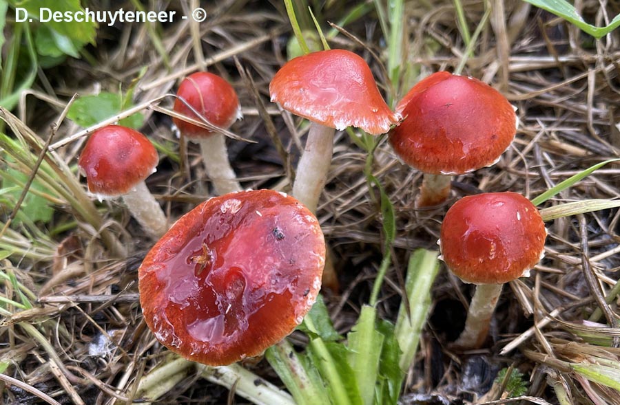 Stropharia aurantiaca (Leratiomyces ceres)