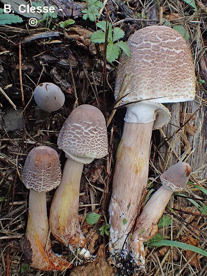 Leucoagaricus americanus