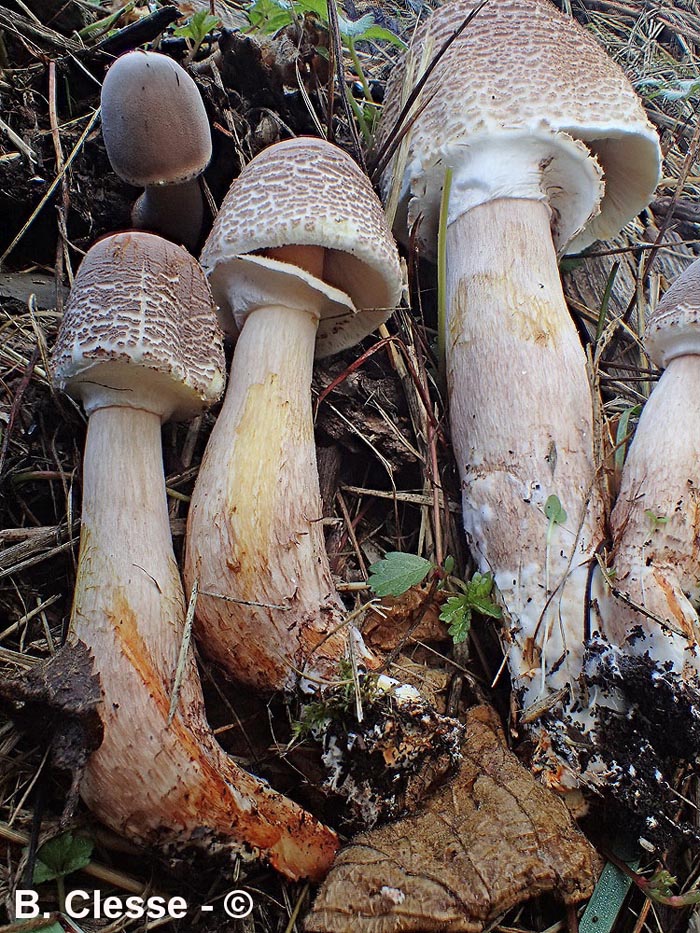 Leucoagaricus americanus