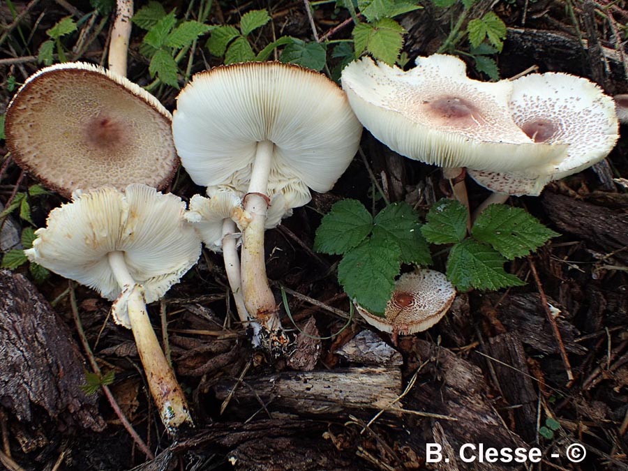 Leucoagaricus americanus