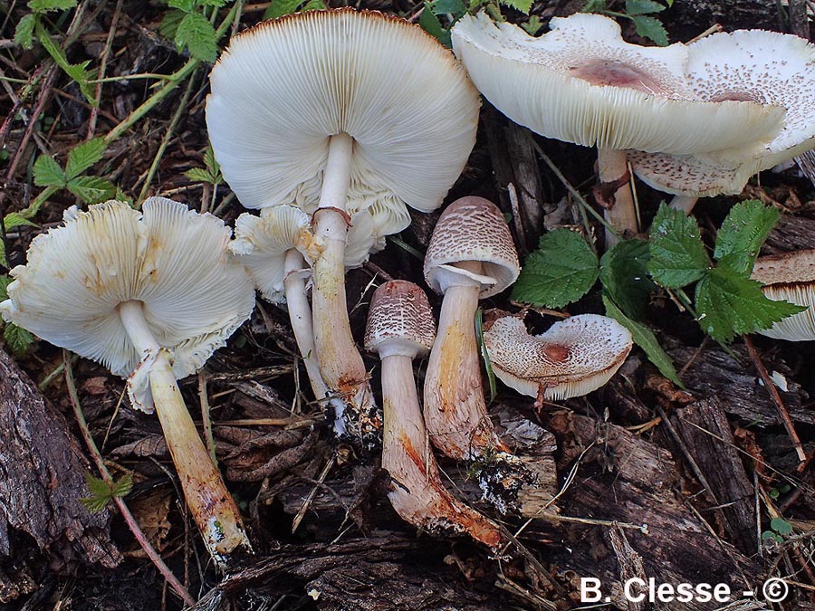 Leucoagaricus americanus