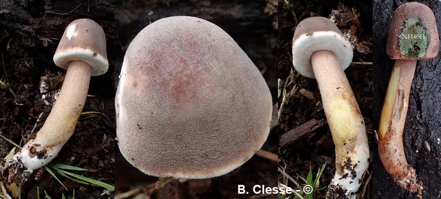 Leucoagaricus americanus