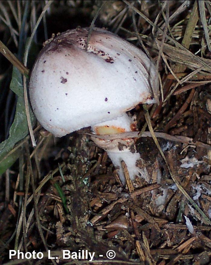 Leucoagaricus badhamii