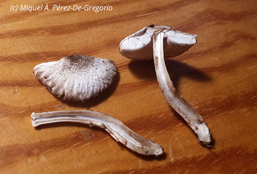 Leucoagaricus barssii