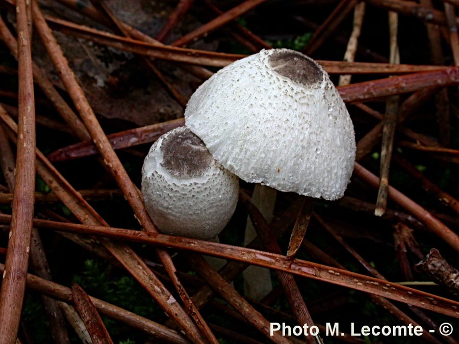 Leucoagaricus brebissonii