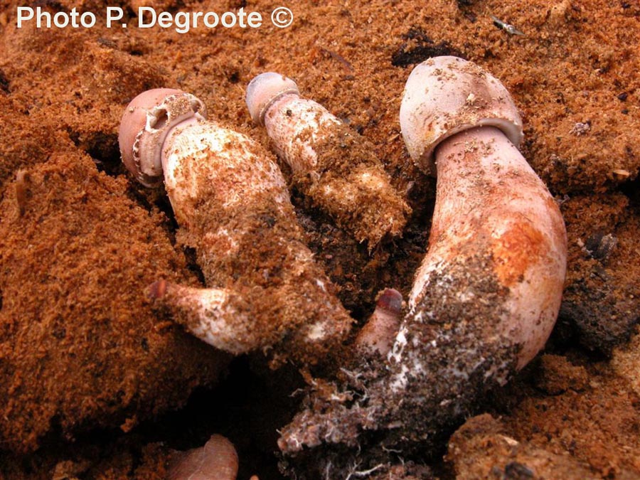 Leucoagaricus bresadolae