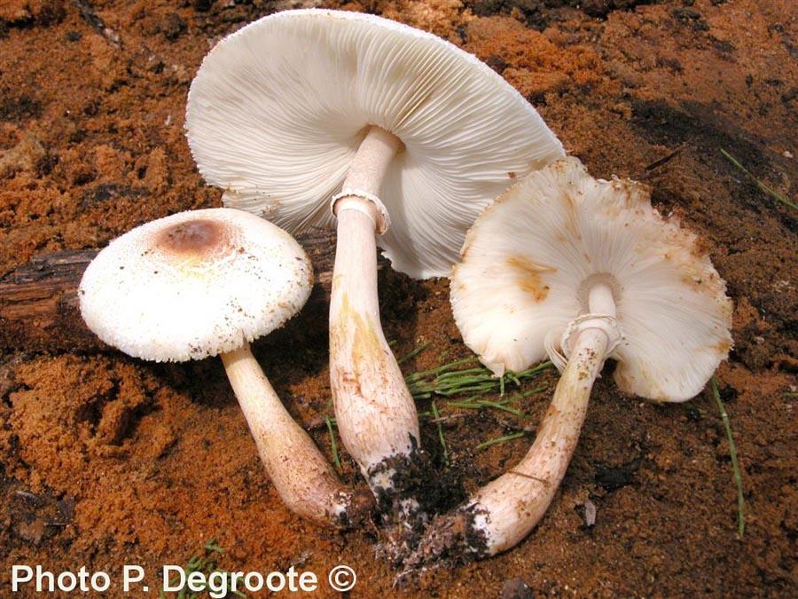 Leucoagaricus bresadolae