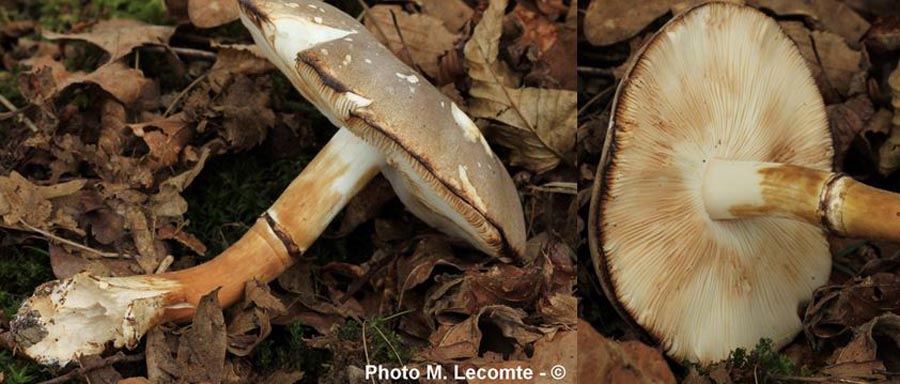 Leucoagaricus cinerascens