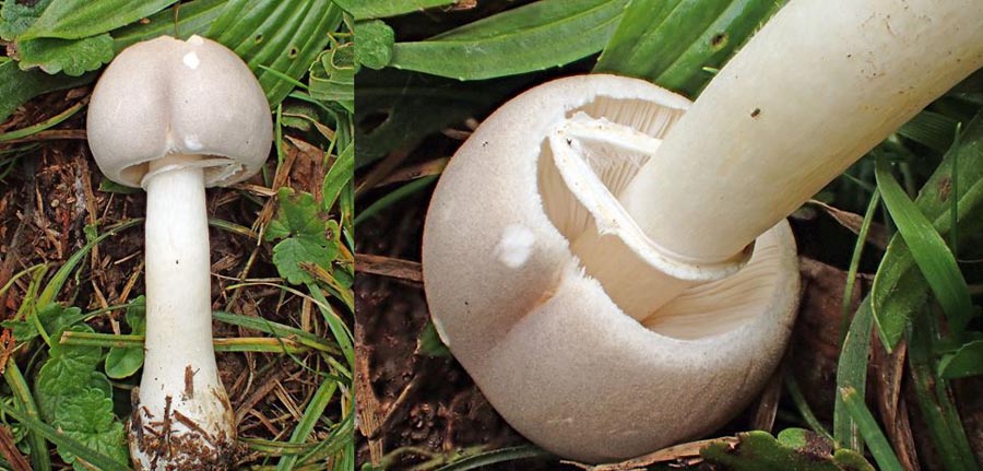 Leucoagaricus cinerascens