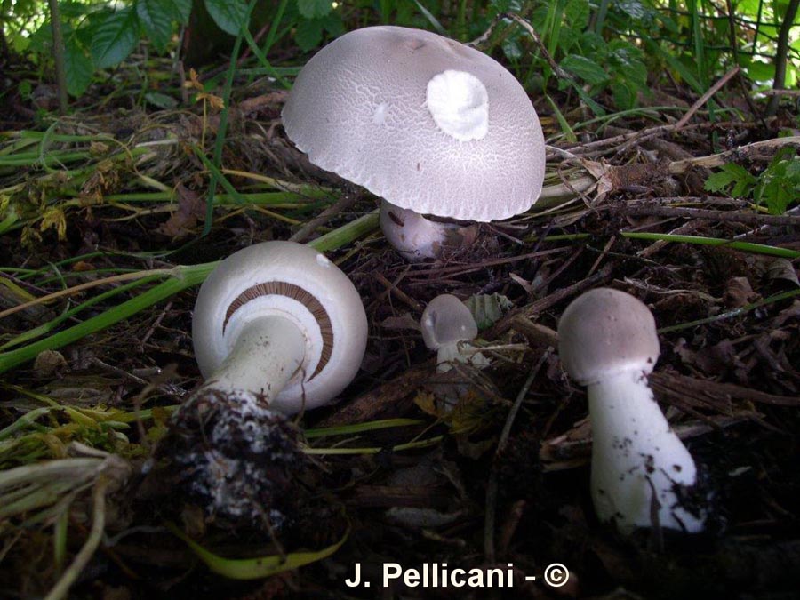 Leucoagaricus cinerascens