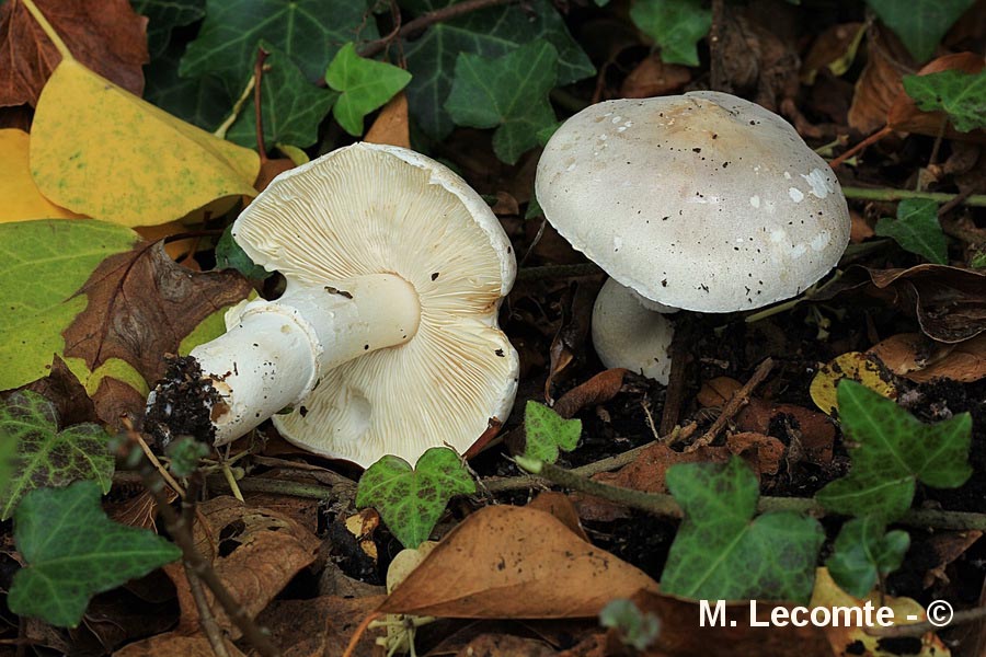 Leucoagaricus cinerascens