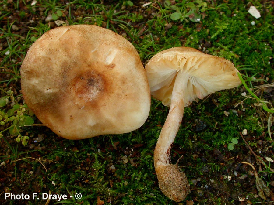 Leucoagaricus gaillardii