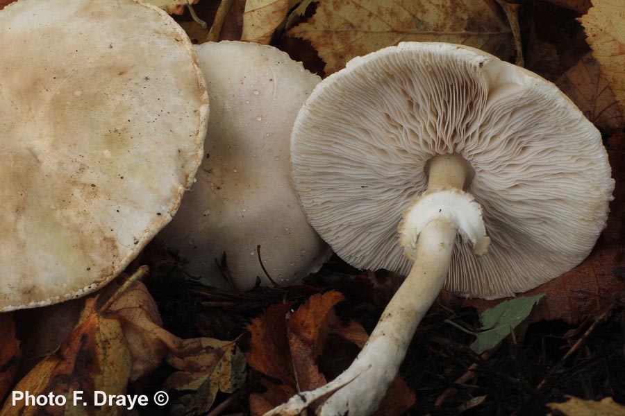 Leucoagaricus holosericeum