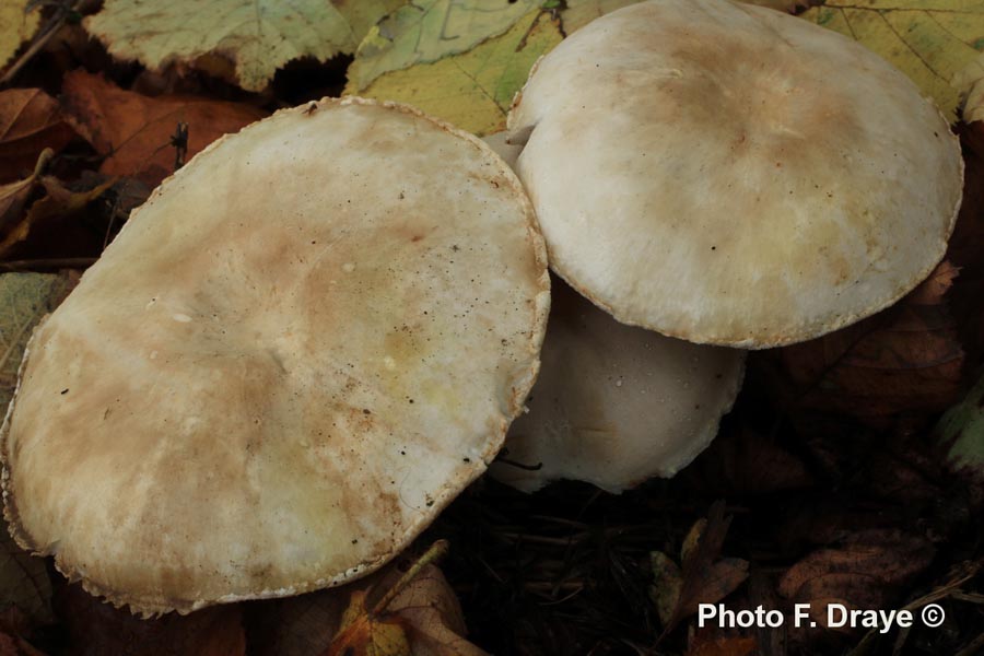 Leucoagaricus holosericeum