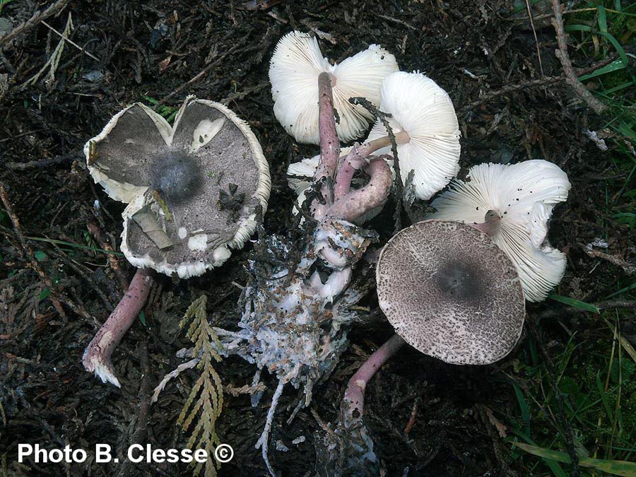 Leucoagaricus ionidicolor