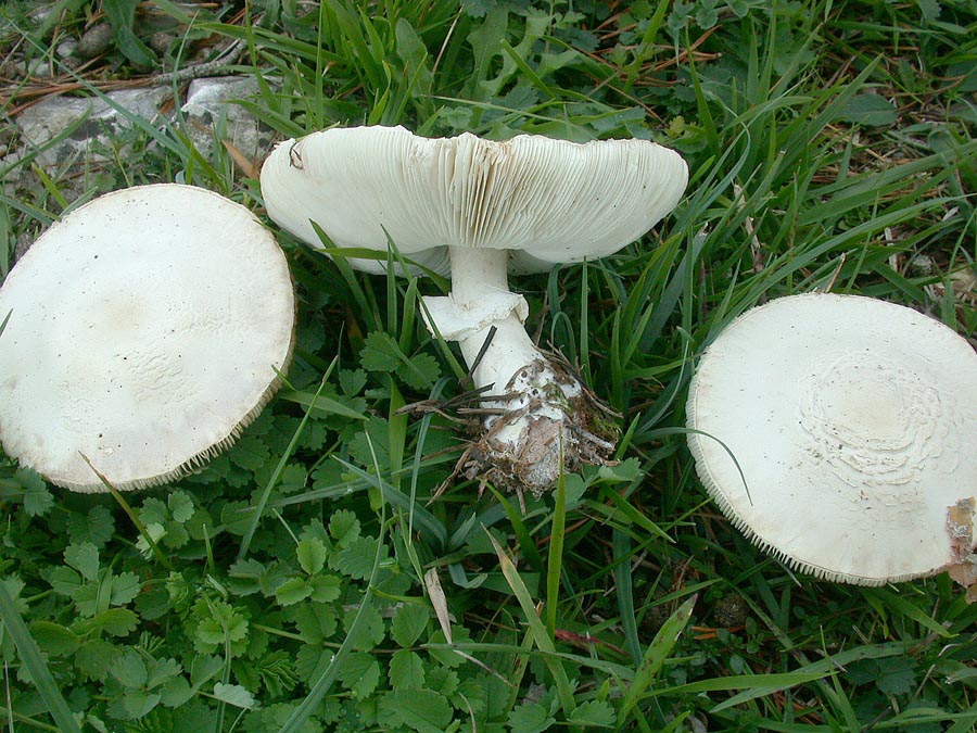 Leucoagaricus leucothites