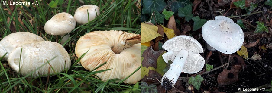 Leucoagaricus leucothites