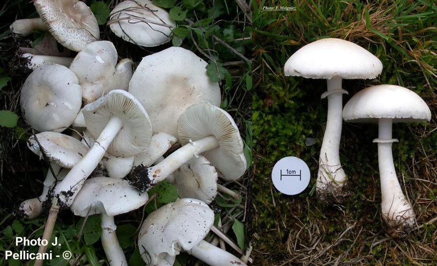 Leucoagaricus leucothites