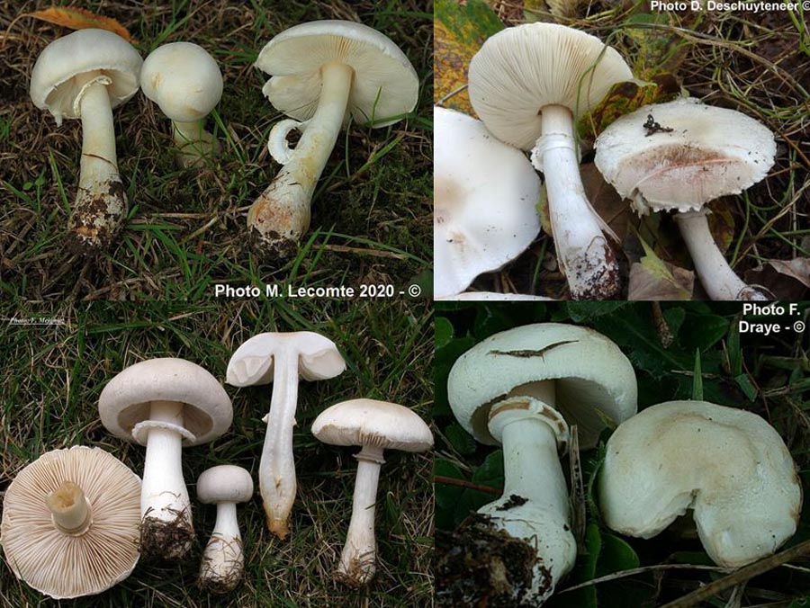 Leucoagaricus leucothites